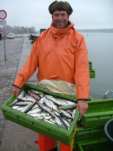 Jörnes_Heringe_s Jörnes_Heringe_s